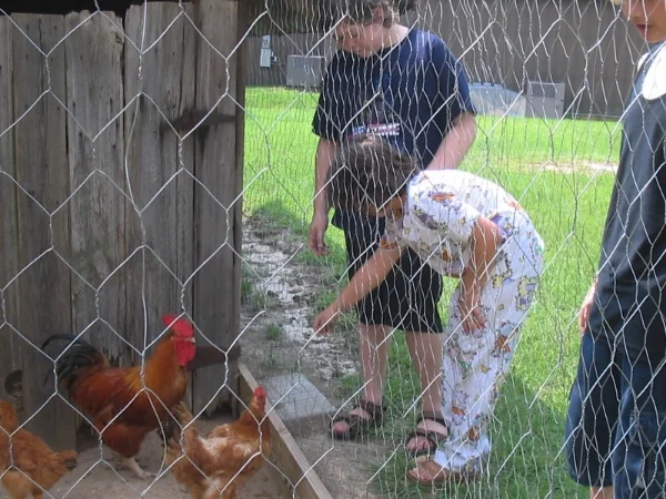 Free Range chickens and kids at the Alabama Pioneer Museum