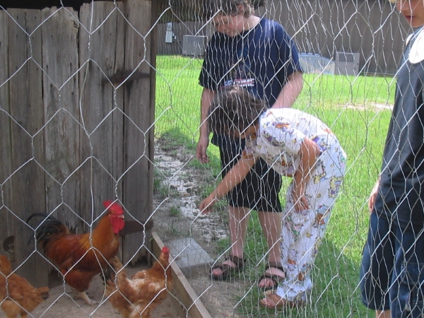 Free Range chickens and kids at the Alabama Pioneer Museum
