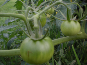 A tomato plant is an organism