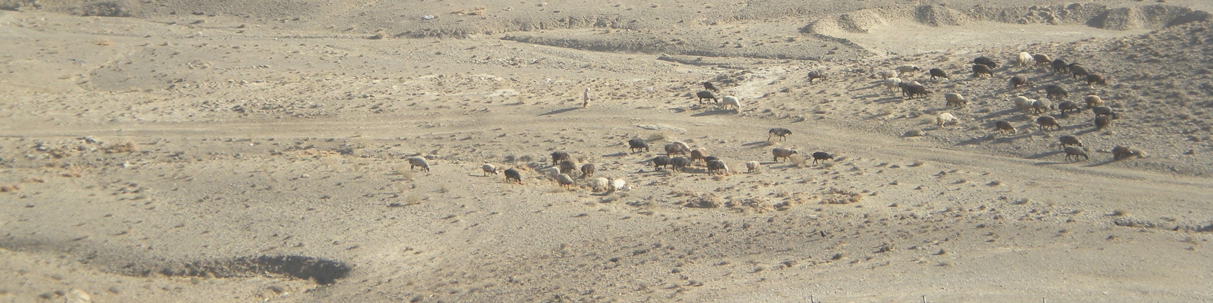 Family tending their flock, Sharana, Afghanistan