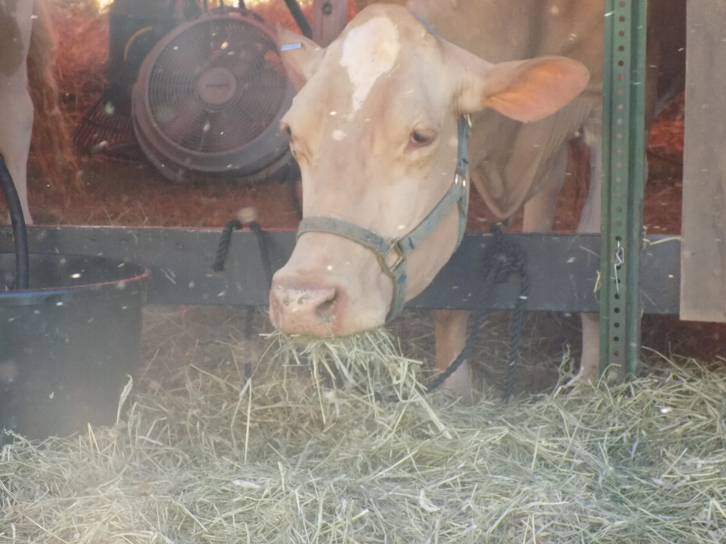 Just a cow munching on some hay