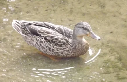 If it swims like one, and quacks like one...