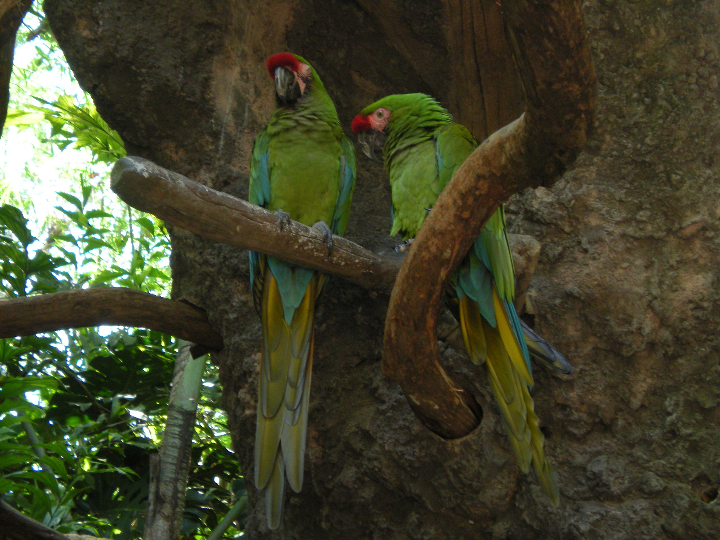 Parrots in Animal Kingdom, Walt Disney World, Florida - author's collection