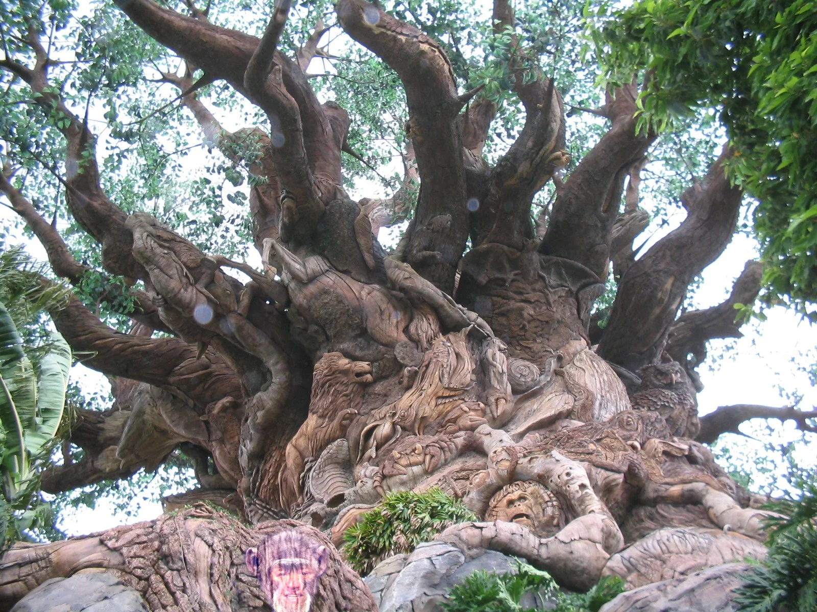 How many animals can you find in the Tree of Life? Hey, there's a grumpy person on here!&nbsp;- Two Grumpy People, 2015
