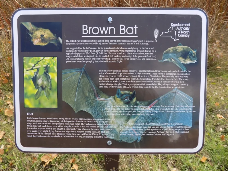 A brown bat information sign in upstate New York. Brown bats are the most common bats in the US and are insectivorous.