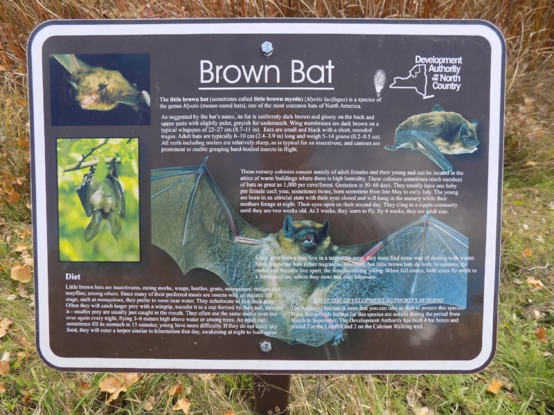 A brown bat information sign in upstate New York. Brown bats are the most common bats in the US and are insectivorous.
