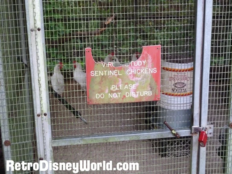 Terrific article here on River Country with a few pictures of the sentinel chickens in their WDW home.