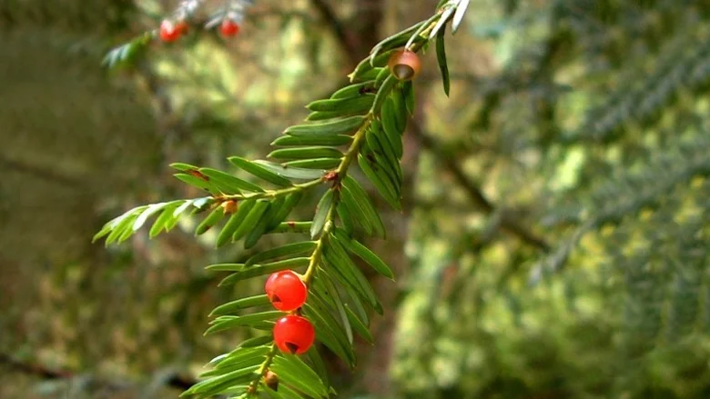 Yew plants contain a poison in every part, but especially in the seeds.