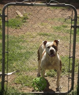 My nephew's dog, Killigan, Clovis, NM - Author's collection