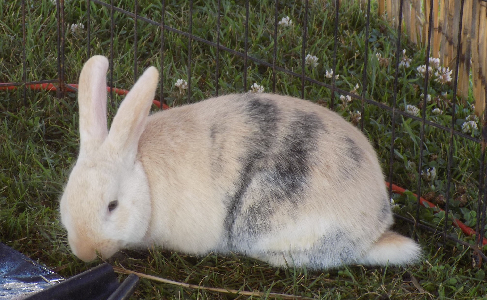 rabbit.JPG