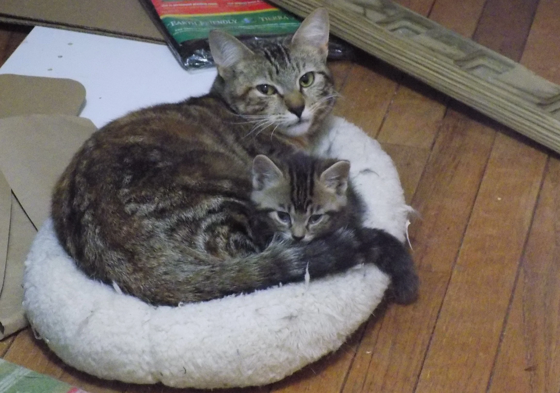 Squirrely and Scooter in Pitons' bed