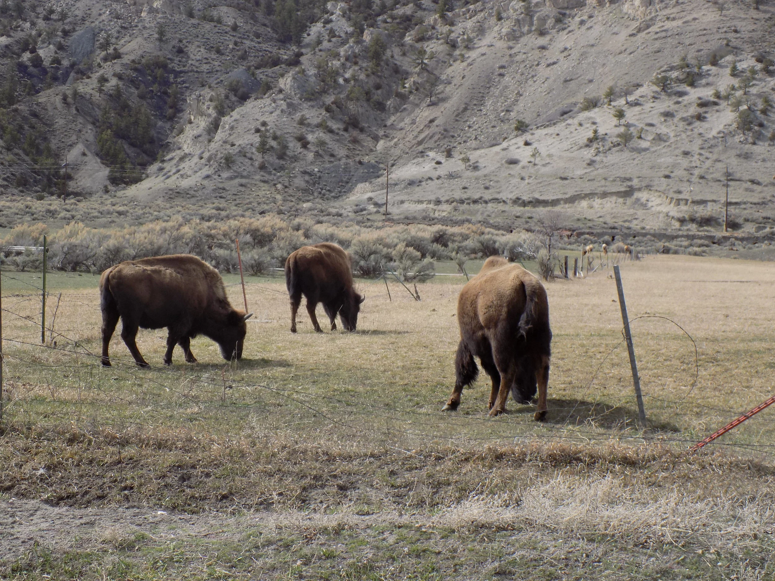 buffalo harem