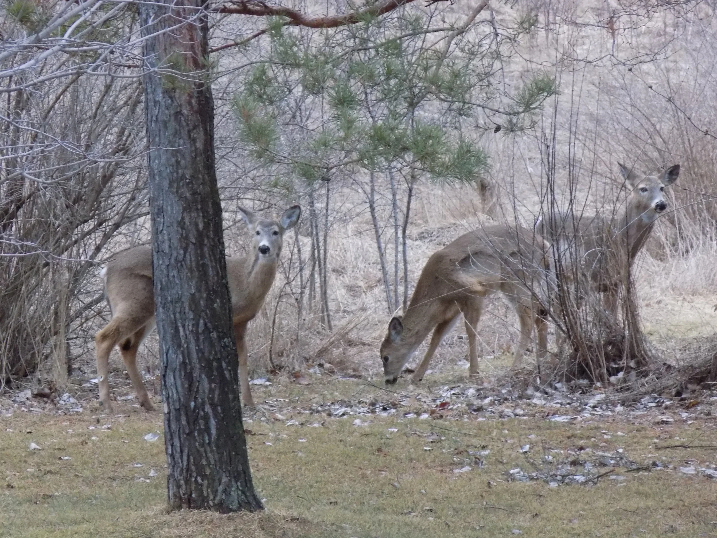 three deer
