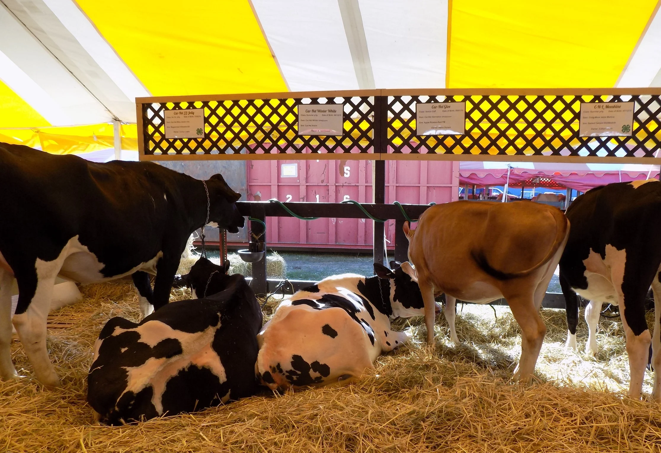 cows in fair tent