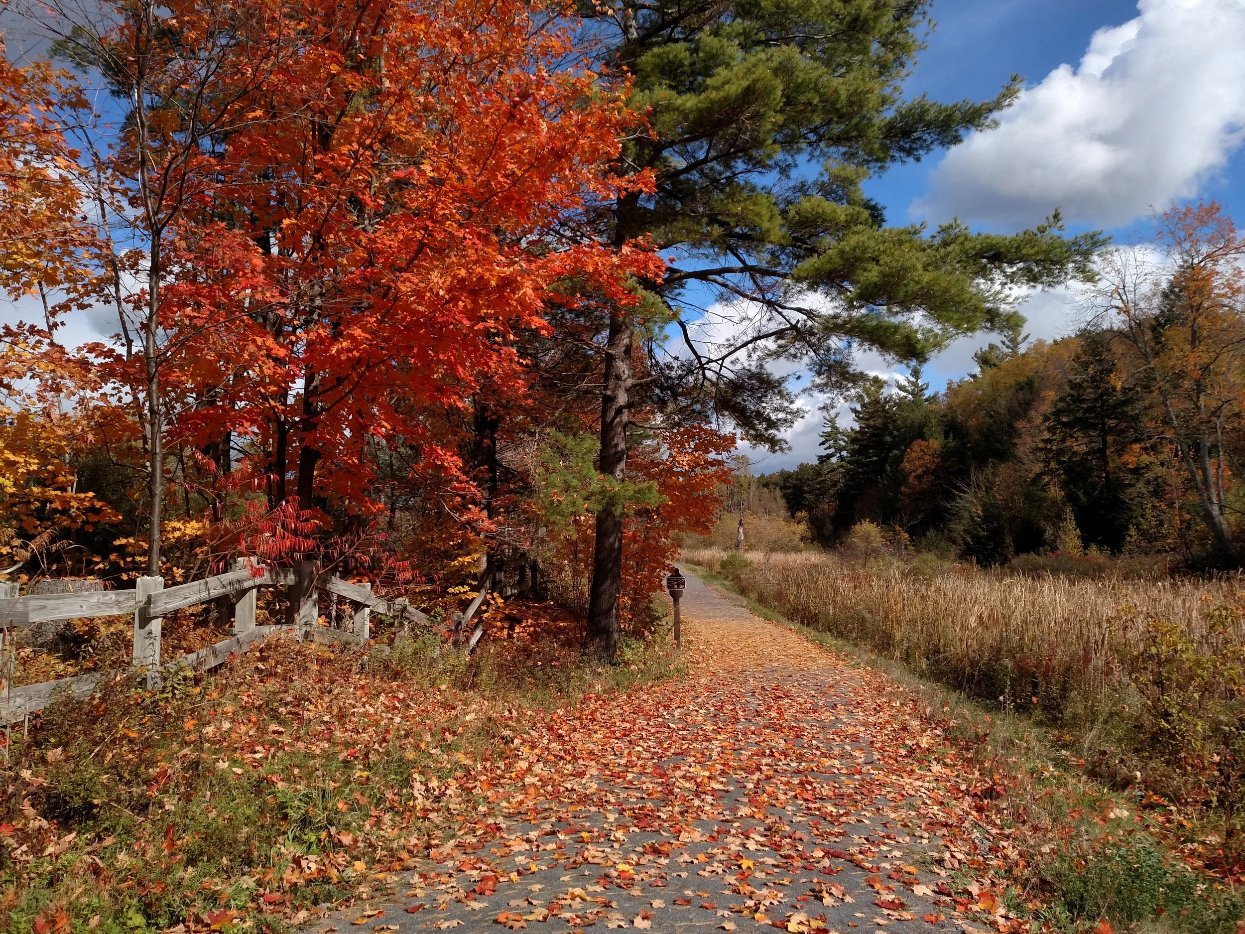 brilliant fall foliage