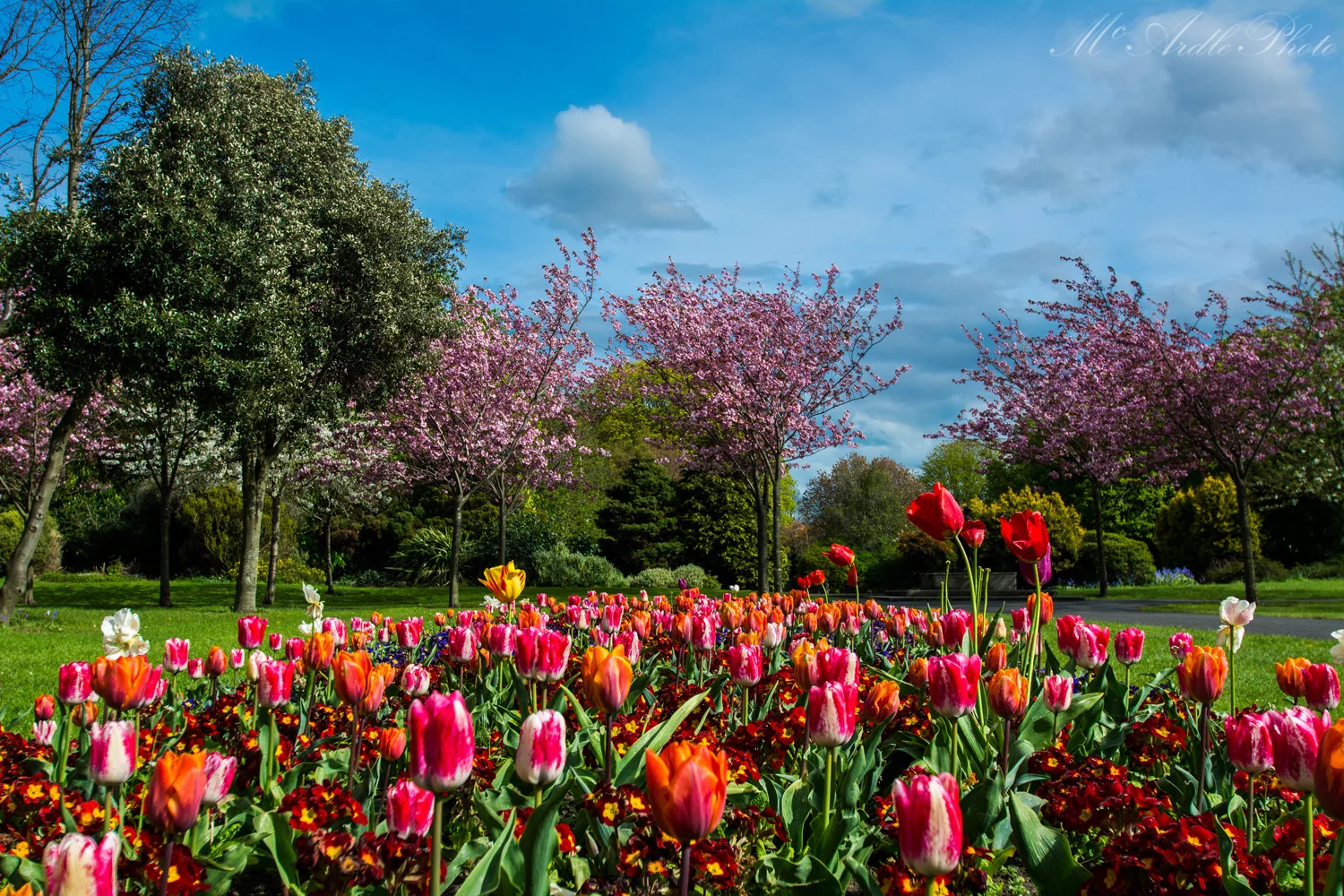 Spring Flowers, Herbert Park, Ballsbridge, Dublin