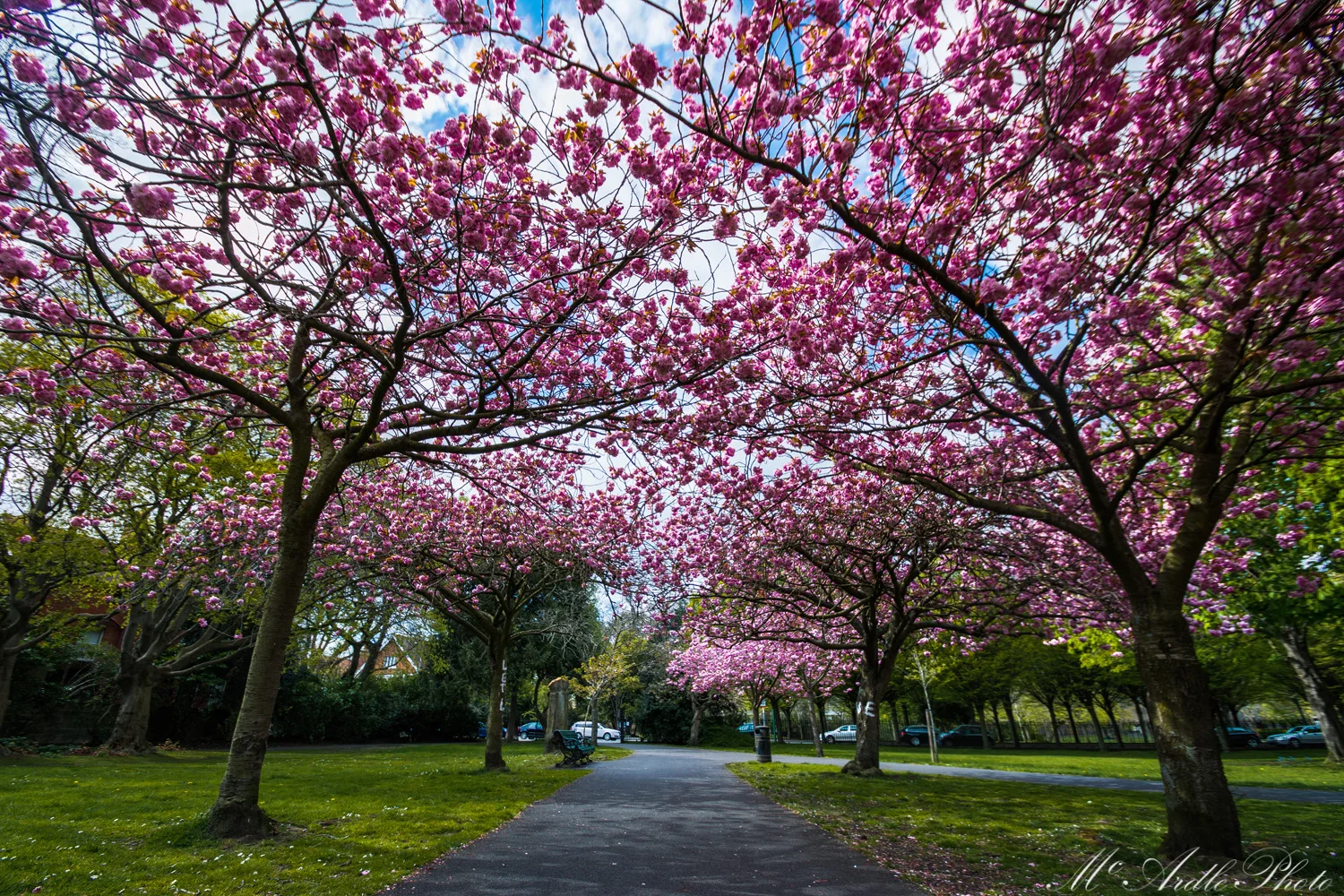 Spring Blossoms, Herbert Park, Ballsbridge, Dublin