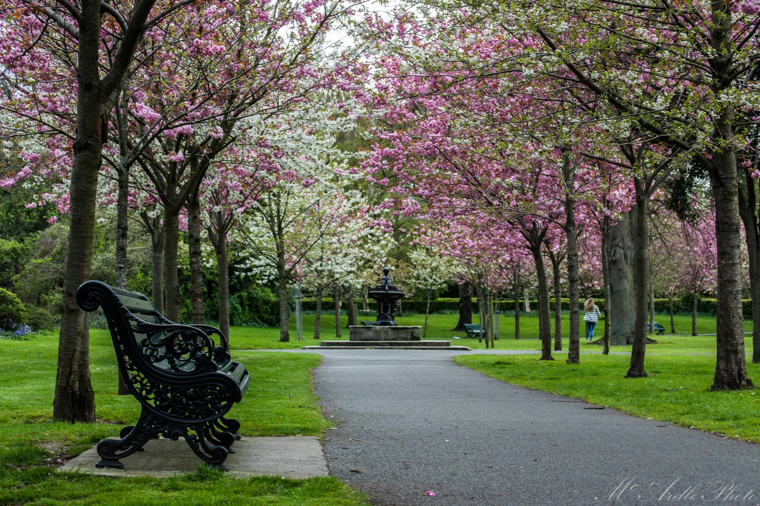 Herbert Park at Spring, Ballsbridge, Dublin.