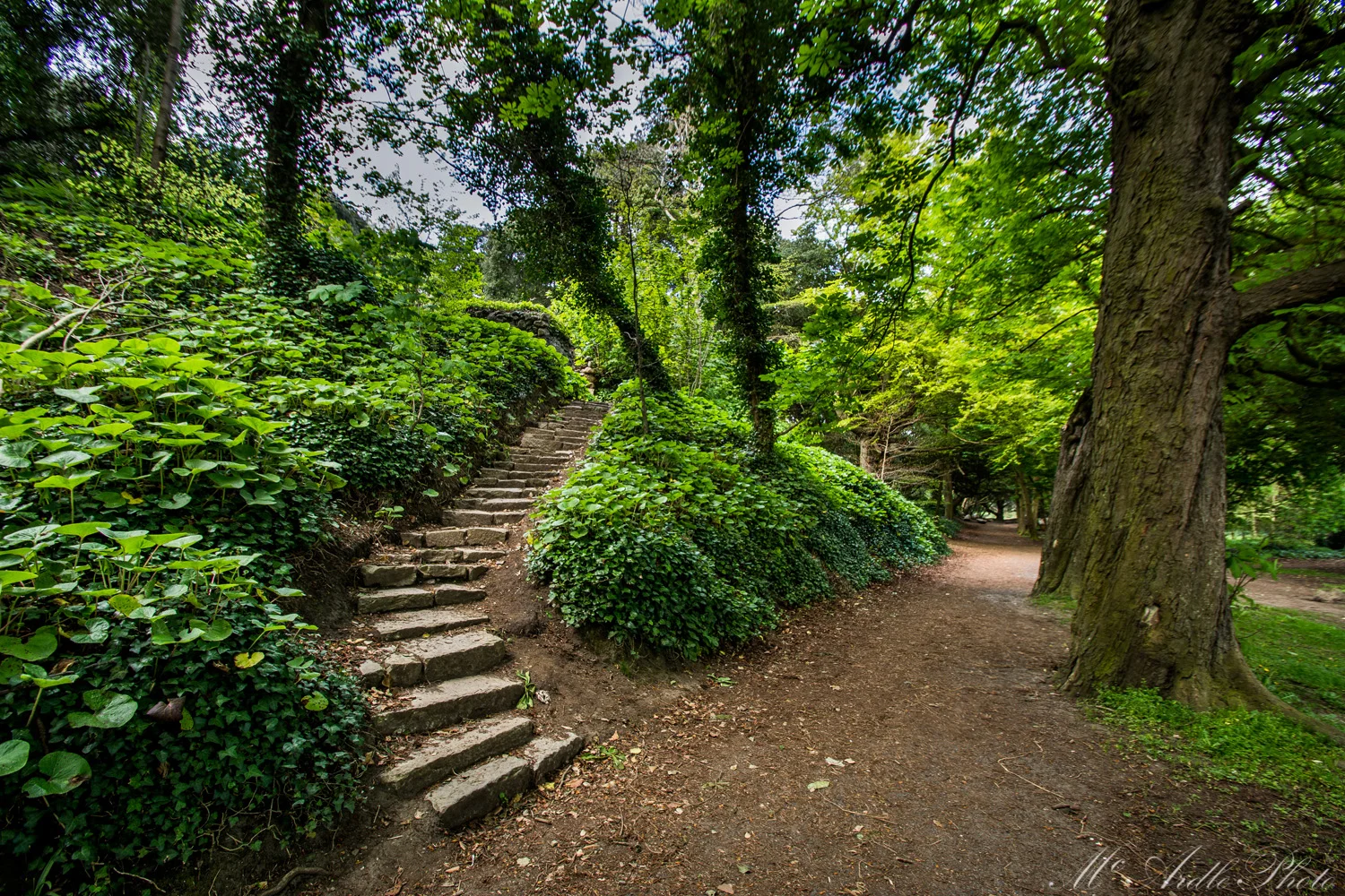 St Anne's Park Steps, Dublin - Emma McArdle.jpg