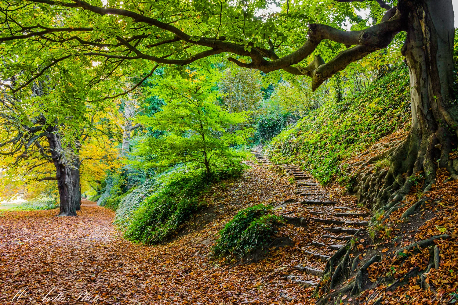 A Blanket of Autumn, St Anne's Park, Dublin