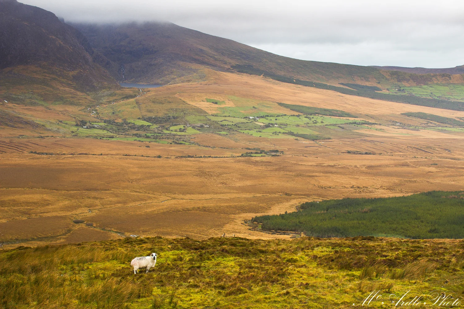 The Lone Sheep, Conor Pass, Co. Kerry
