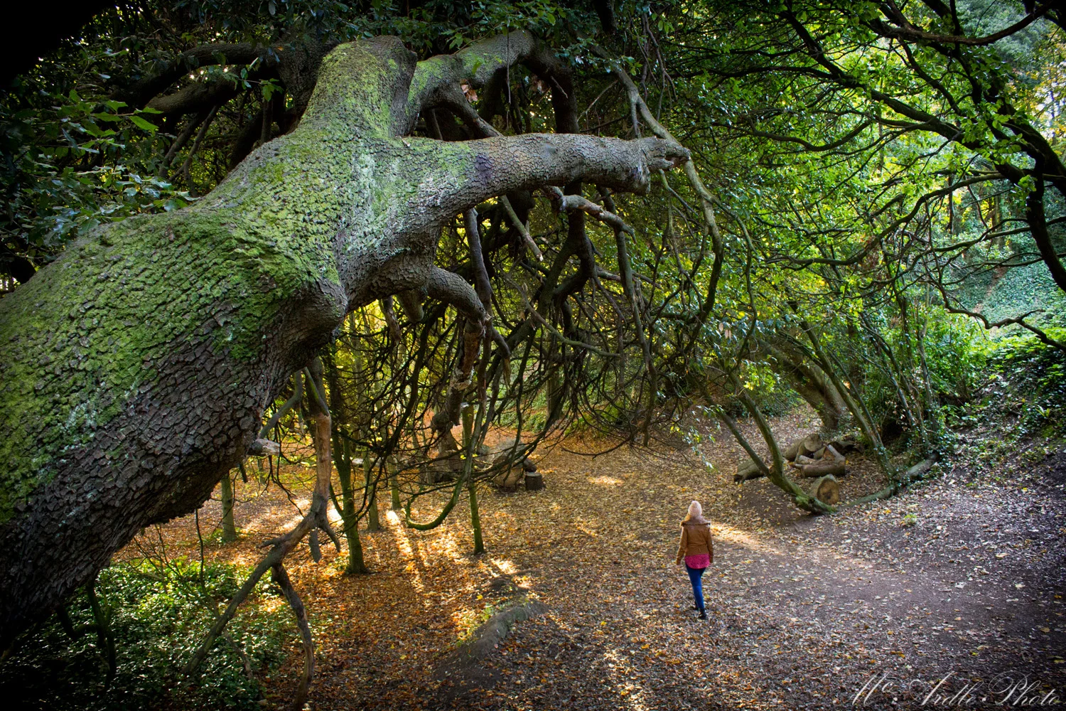 A walk in the woods, St. Anne's Park, Dublin.jpg