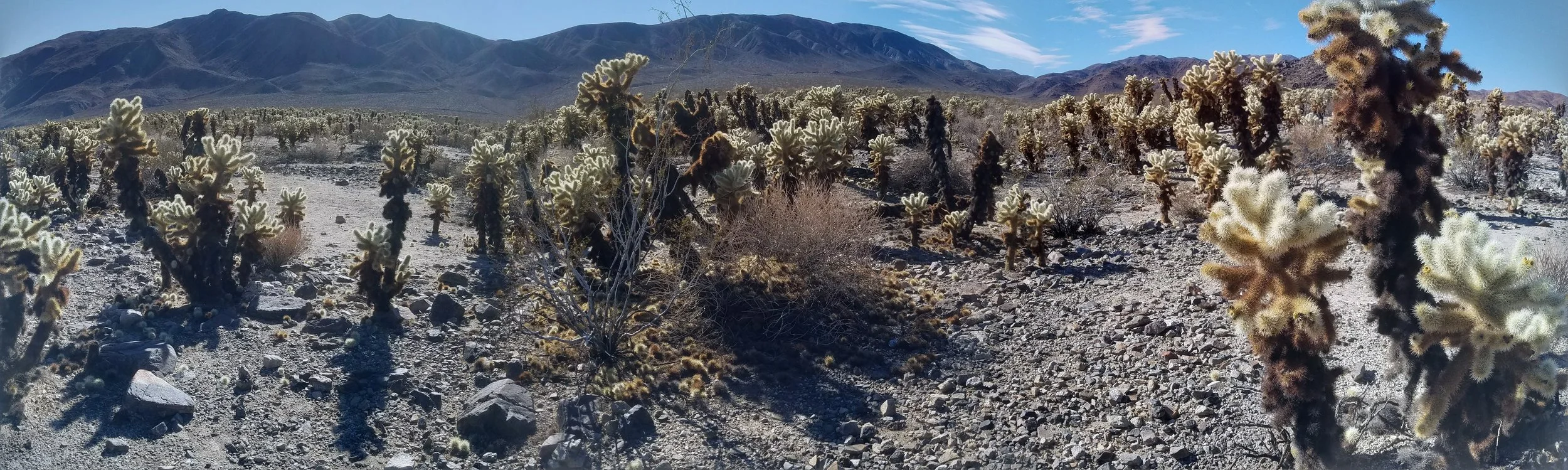Cholla Cactus Garden Panorama