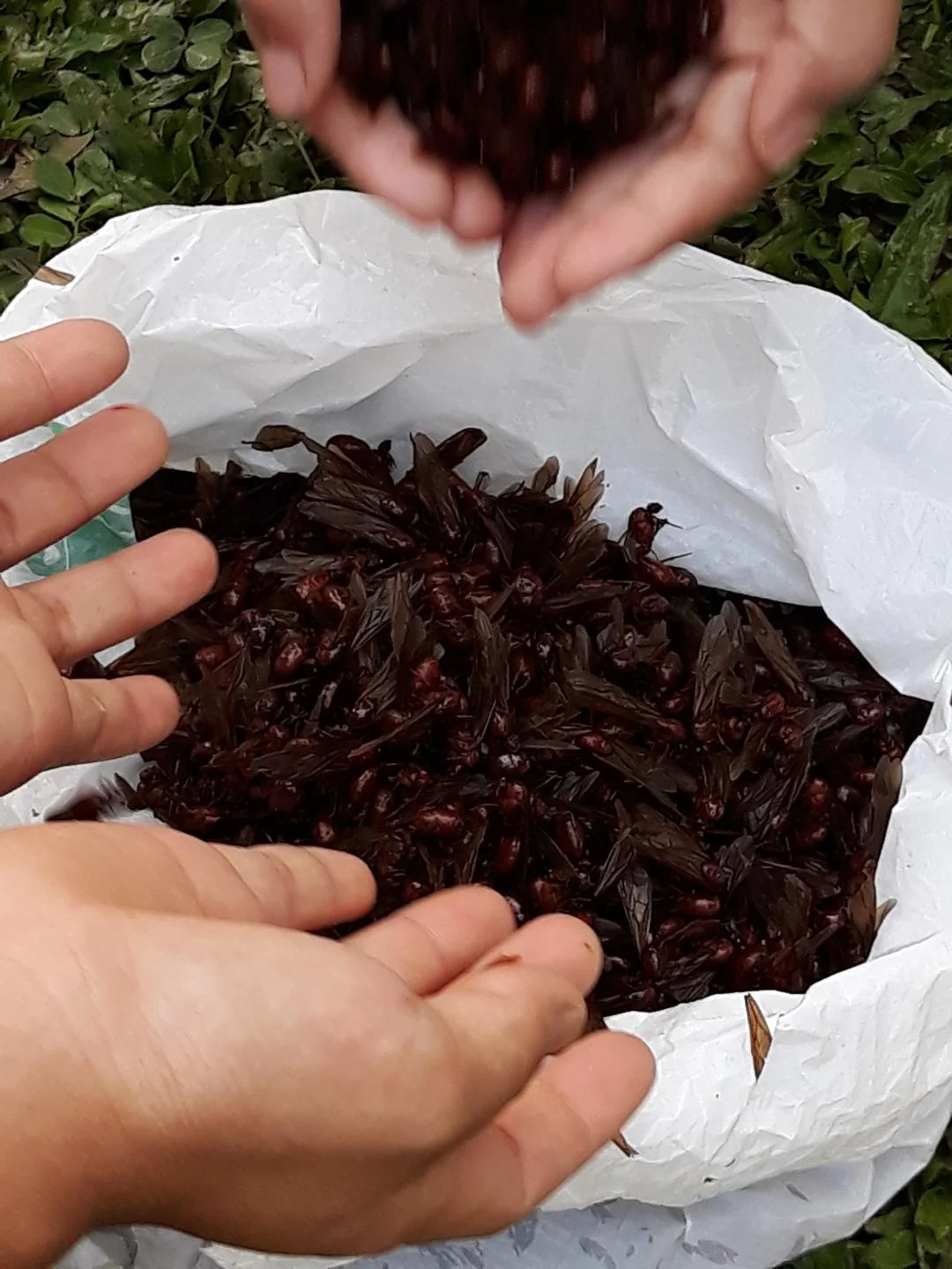 Termitter og Bakeriet