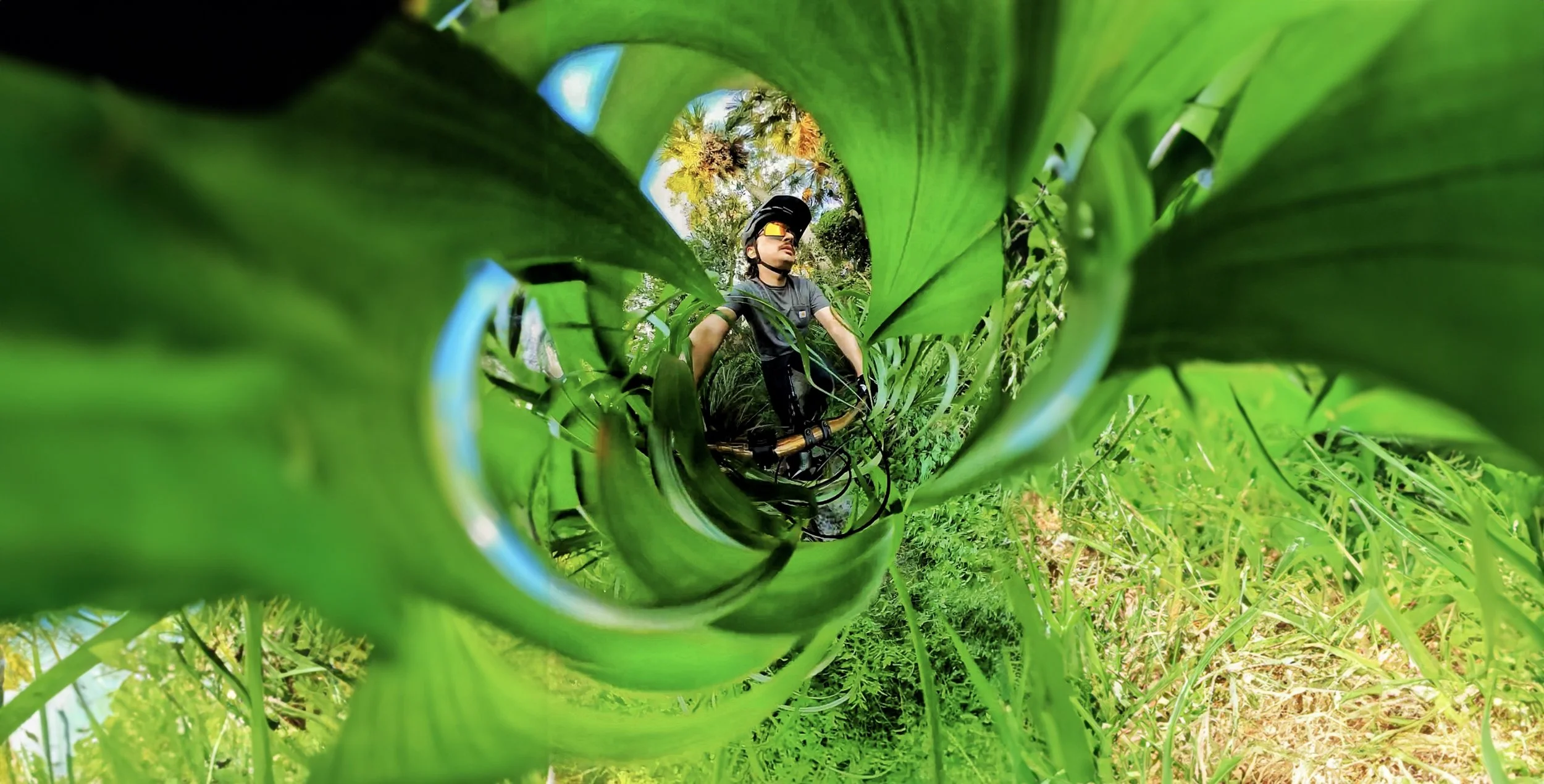 WIDE FISHEYE GRASS PIC.jpg