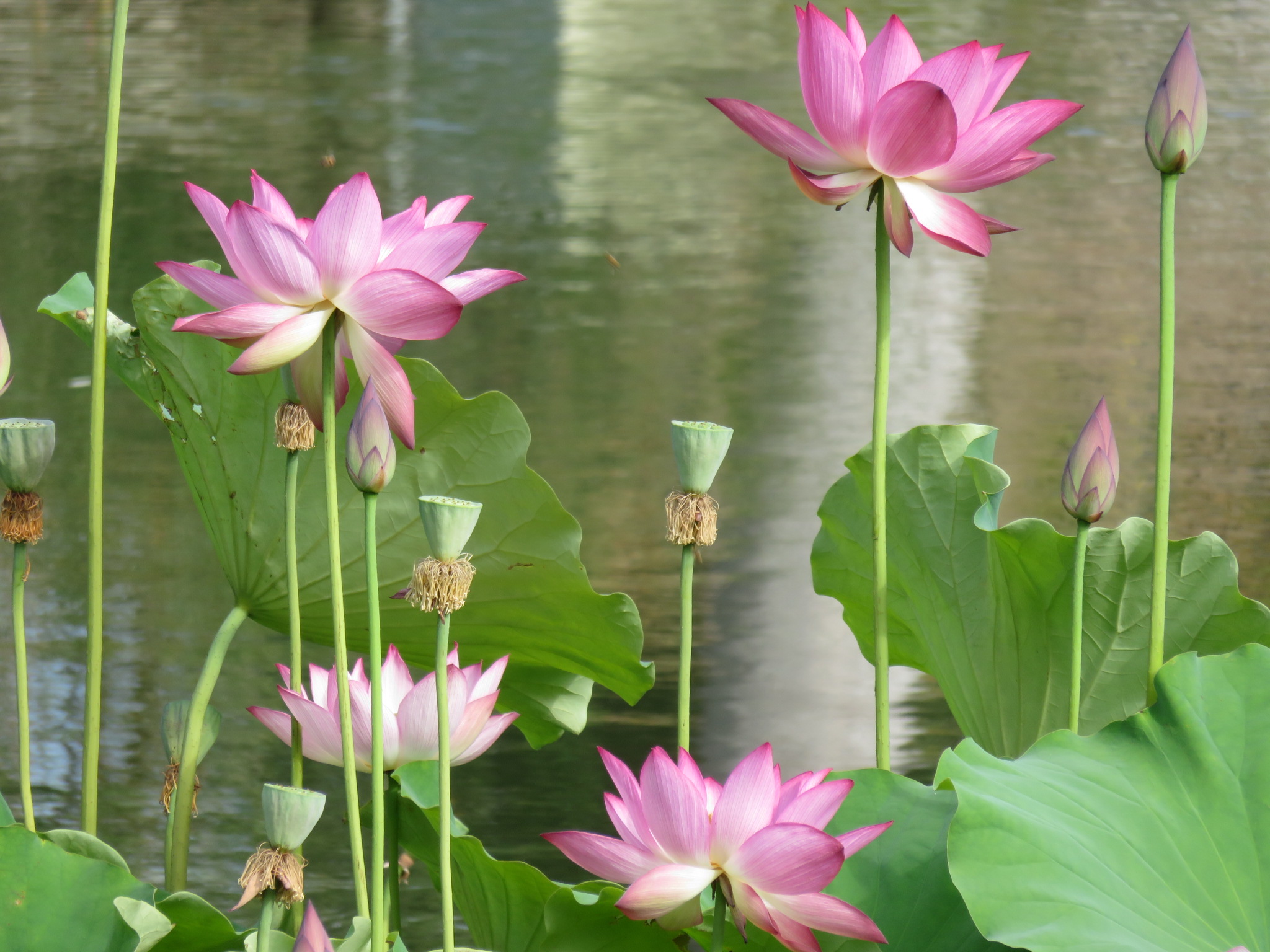 The Huntington Library, Art Collections, and Botanical Gardens http://www.huntington.org/
