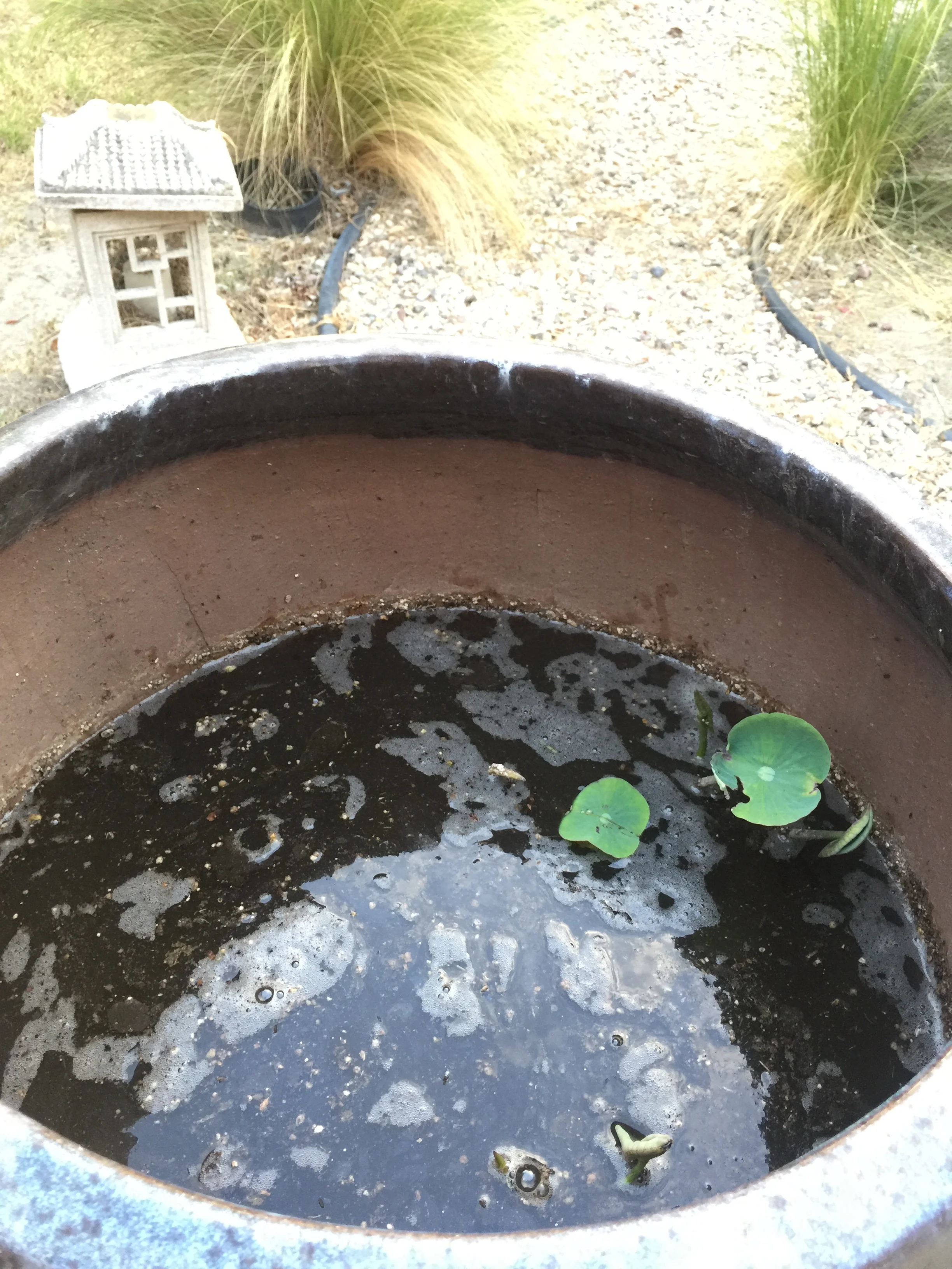 How to plant your Lotus tubers