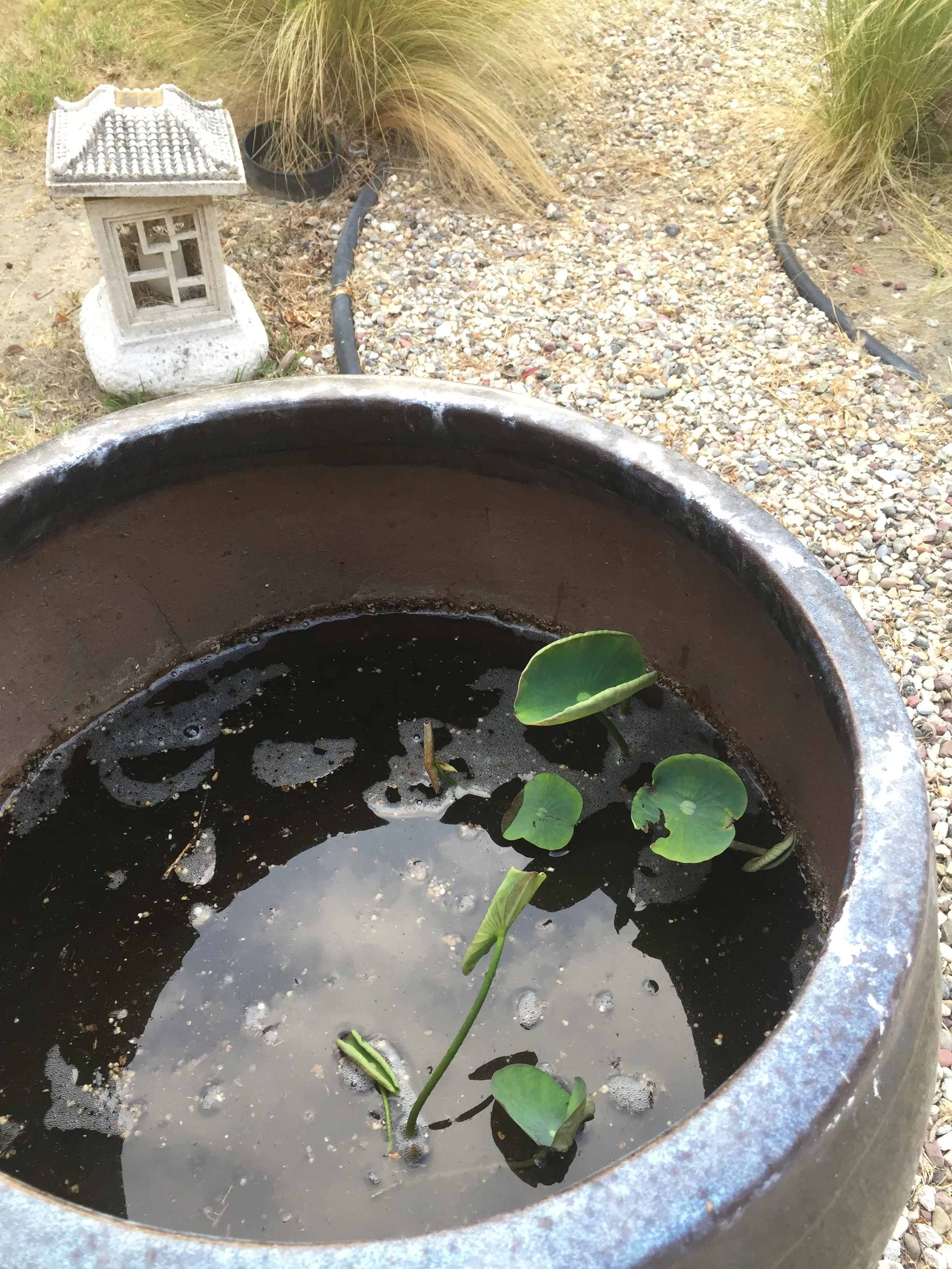 How to plant your Lotus tubers