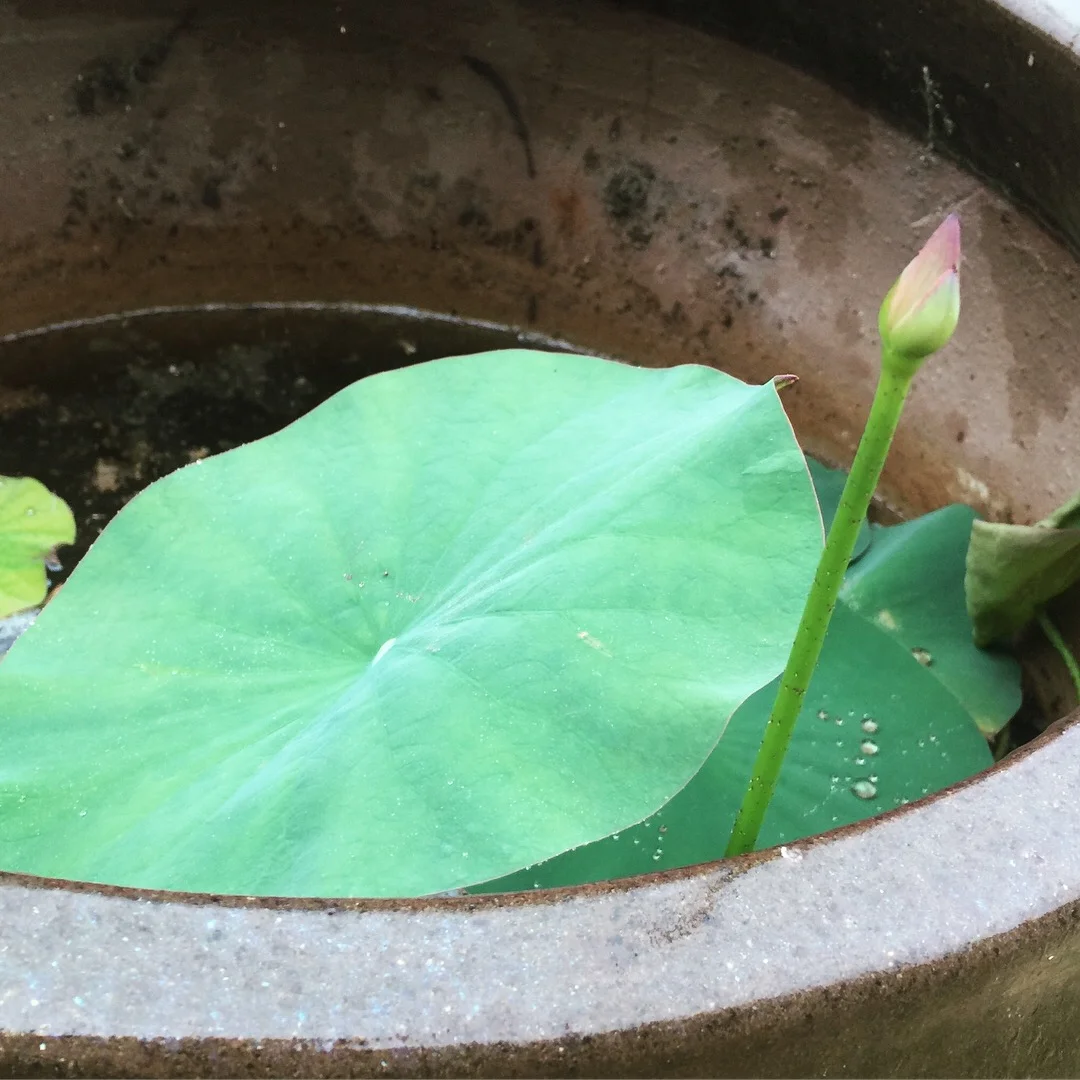 how to grow a lotus — Lotus Blog