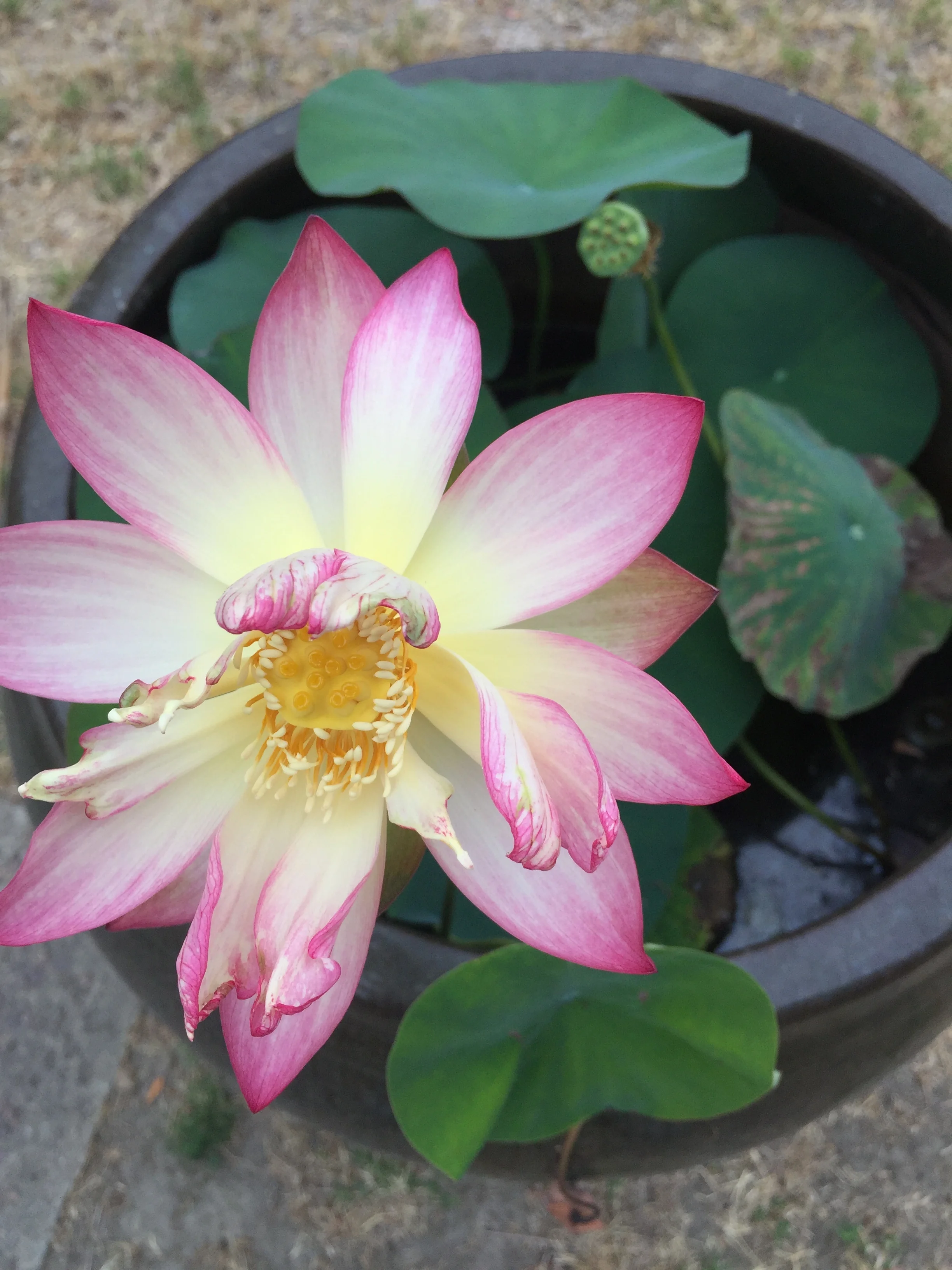 how to grow lotus flowers — Lotus Blog