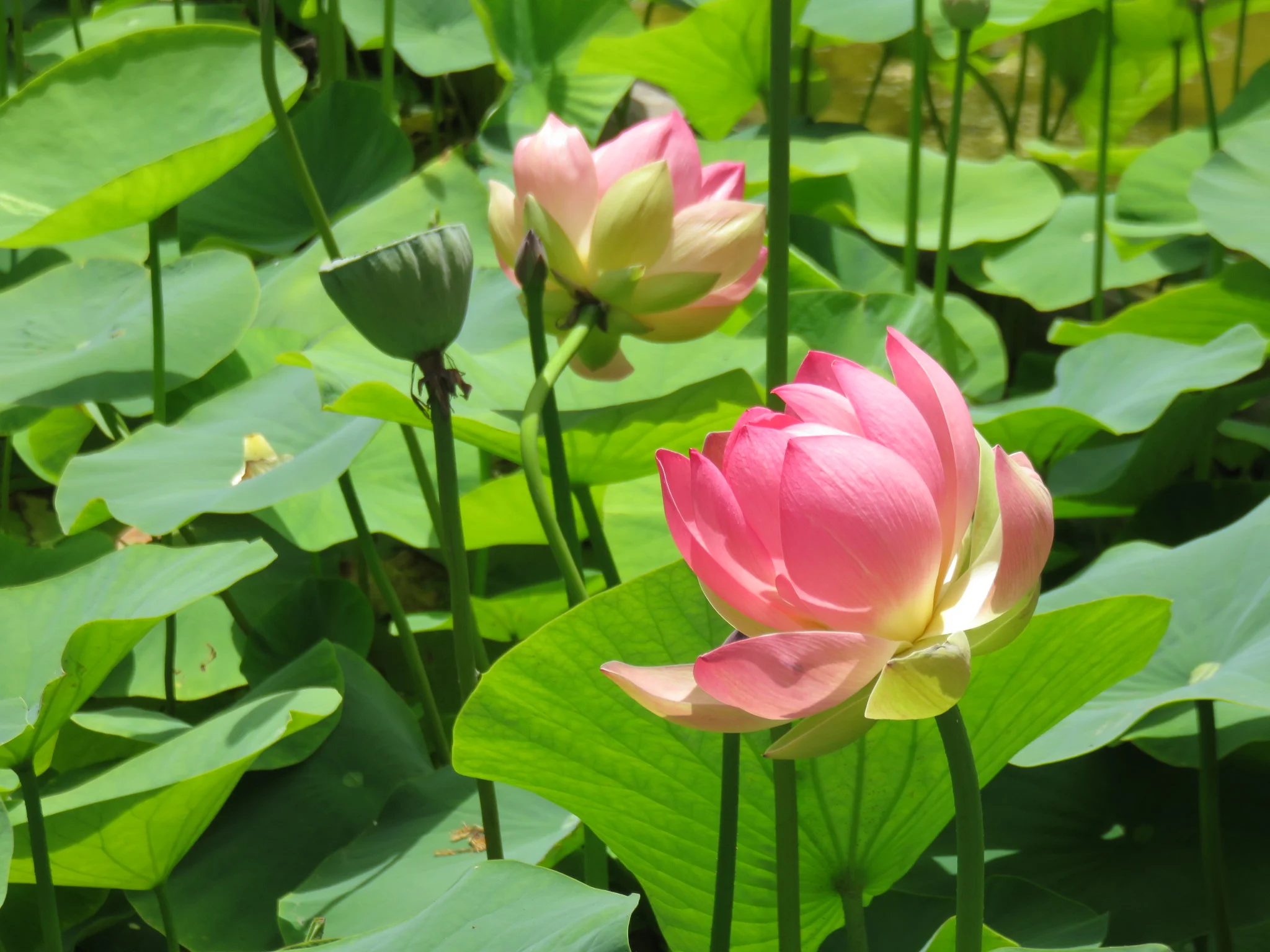 Ирис lotus land