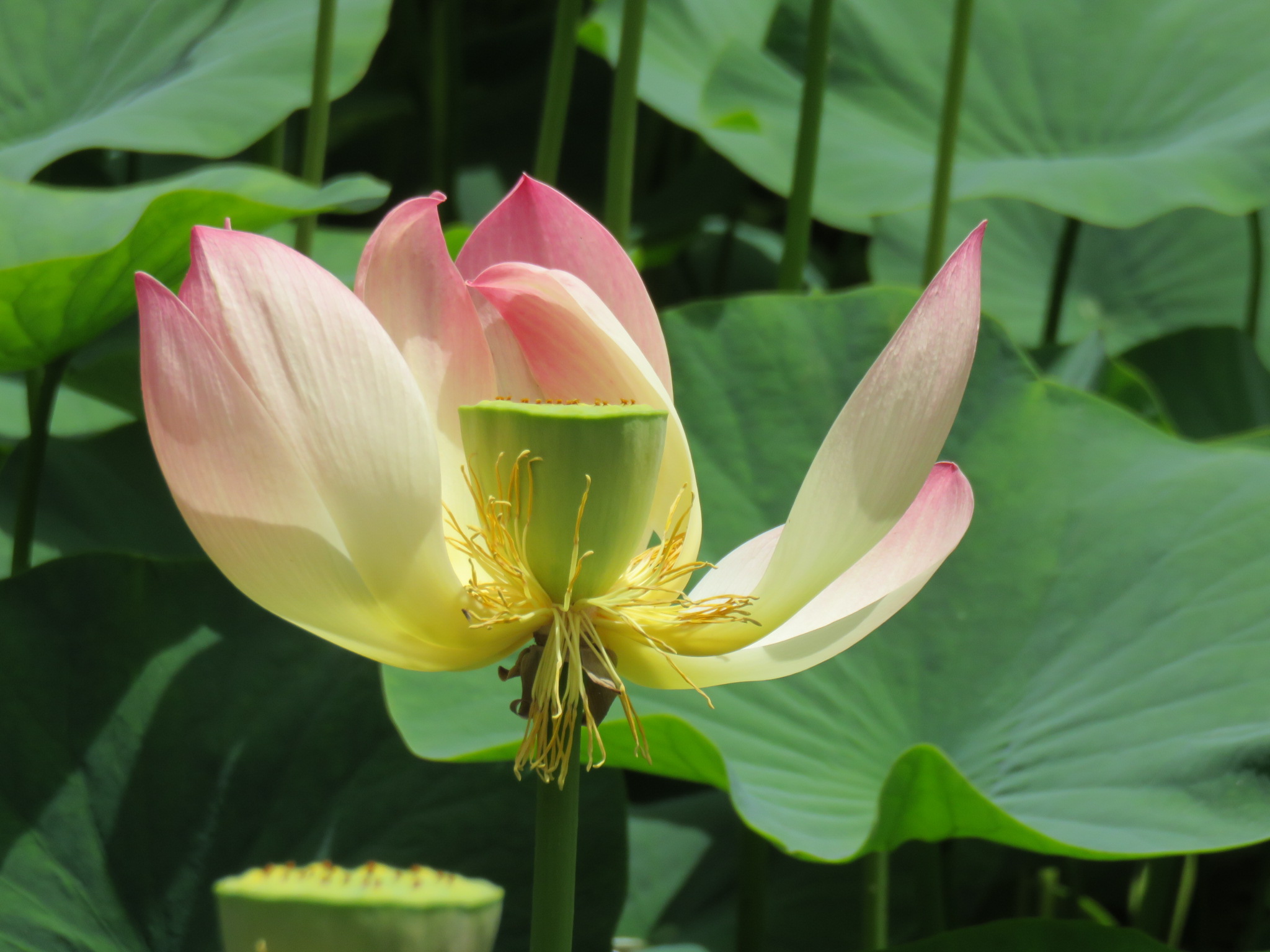A visit to Lotus Land