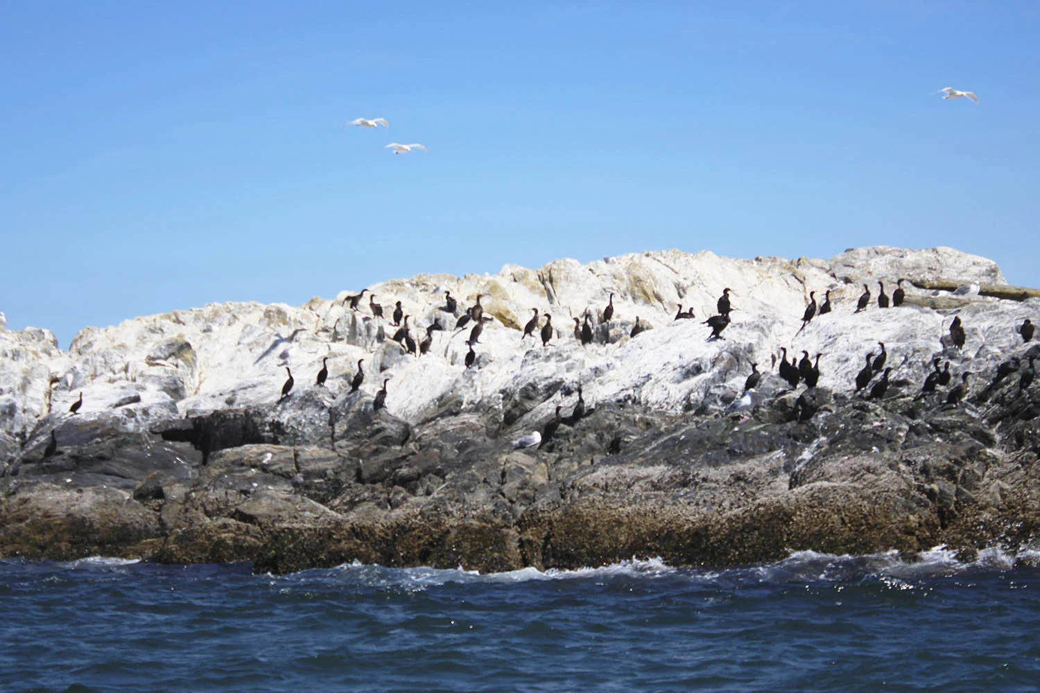 Copy of Vancouver Island, Canada