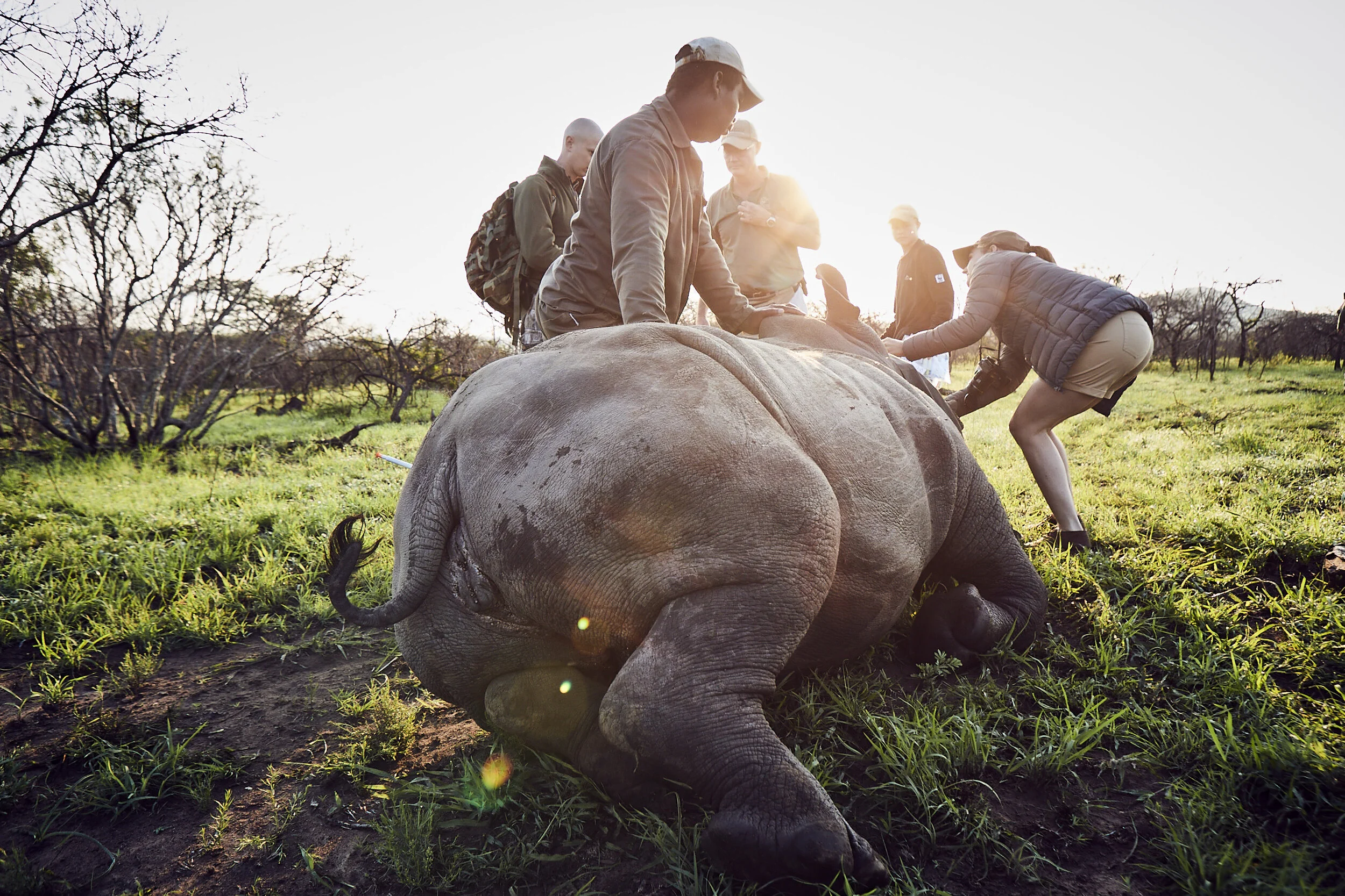 Rhino_Relocation_0604.JPG