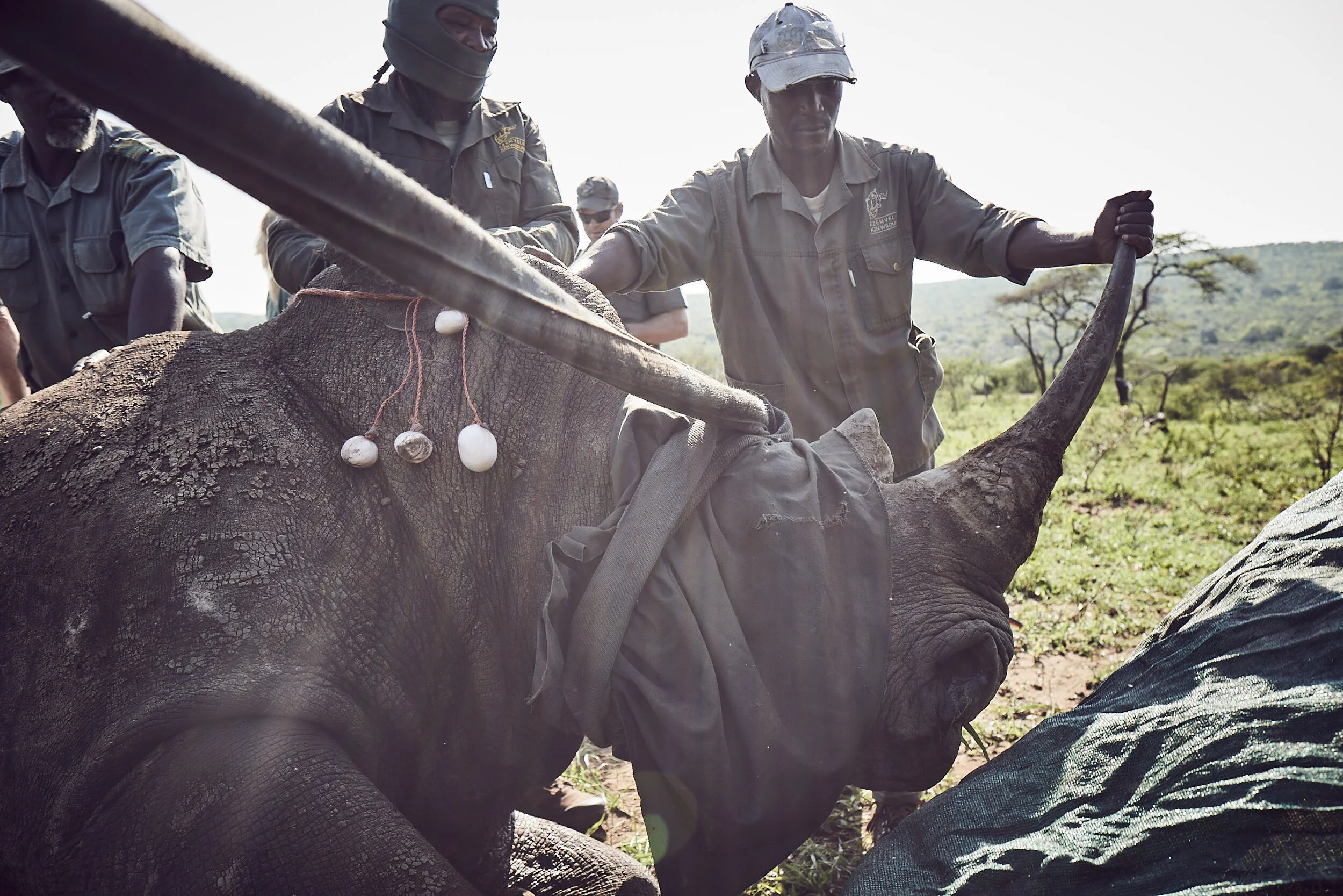 Rhino_Relocation_1085.JPG