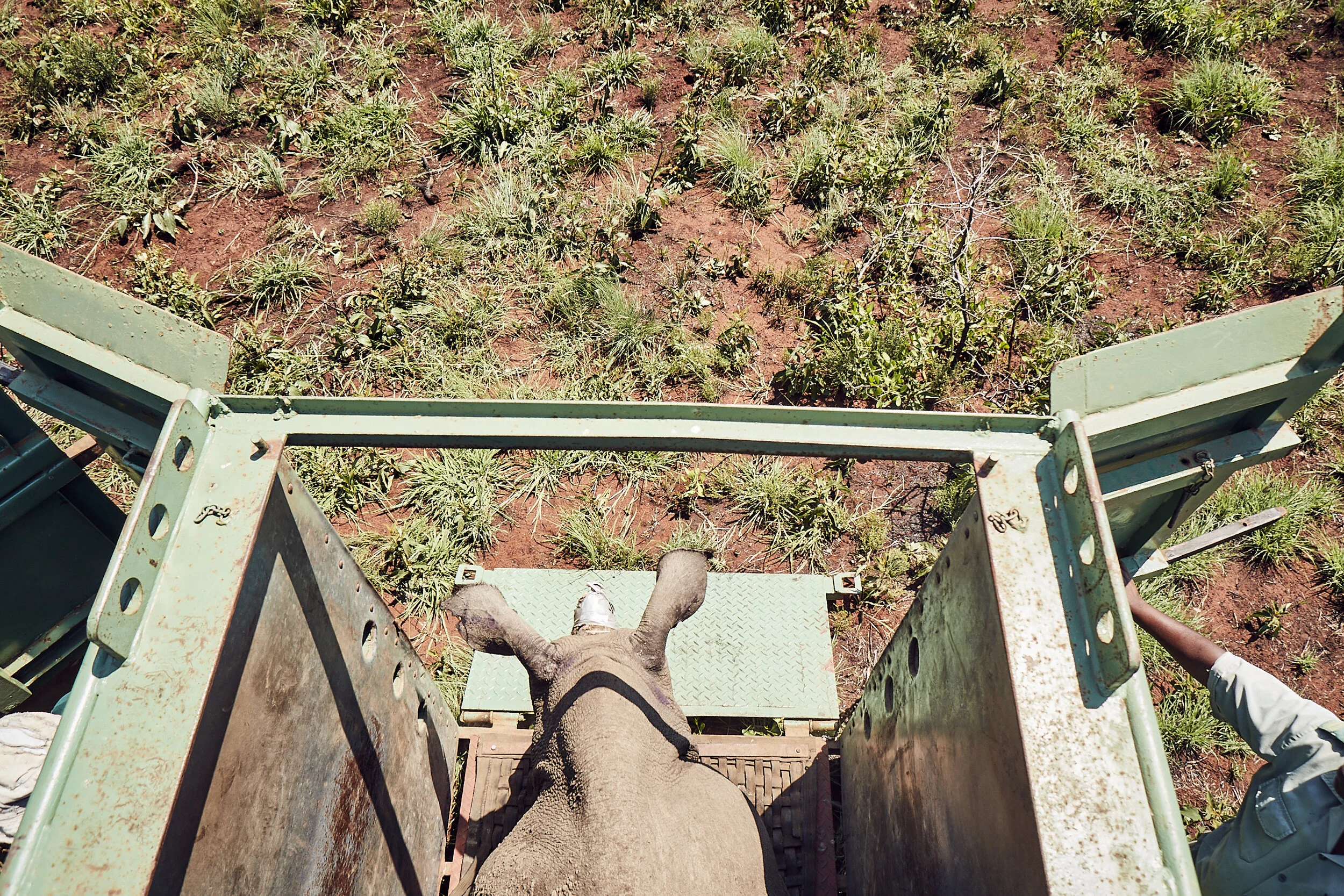 Rhino_Relocation_1384.JPG