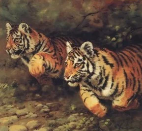 Tigers In our Midsts