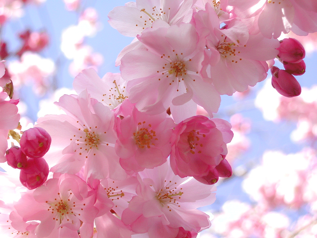 spring flower.gif