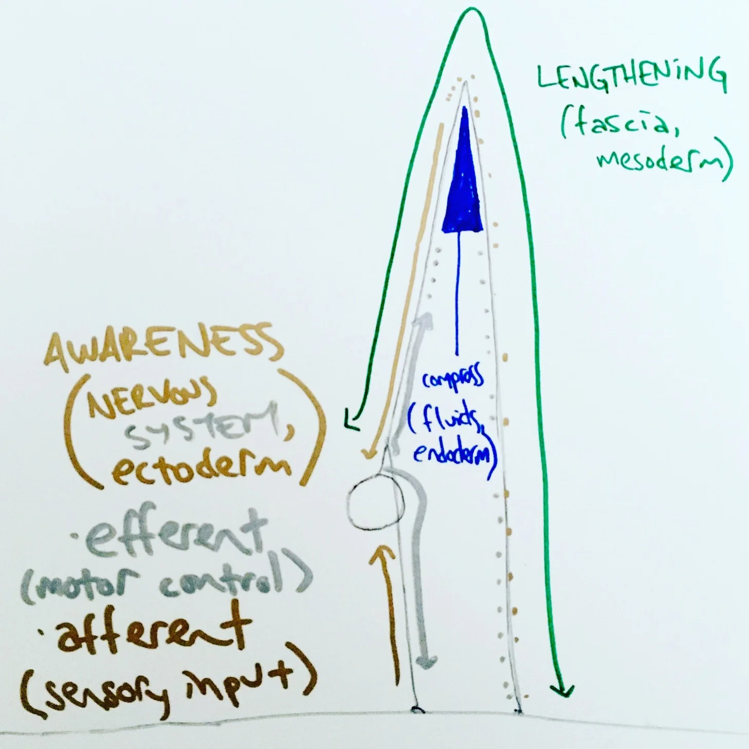 On the off chance that my stick figure yogi isn’t going to get me into the Smithsonian: this practitioner is in a forward fold, their legs on the right and head/arms to the left.