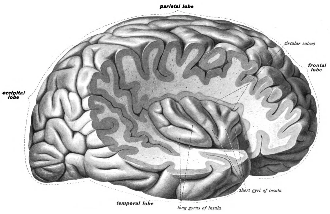 Ze human brain.