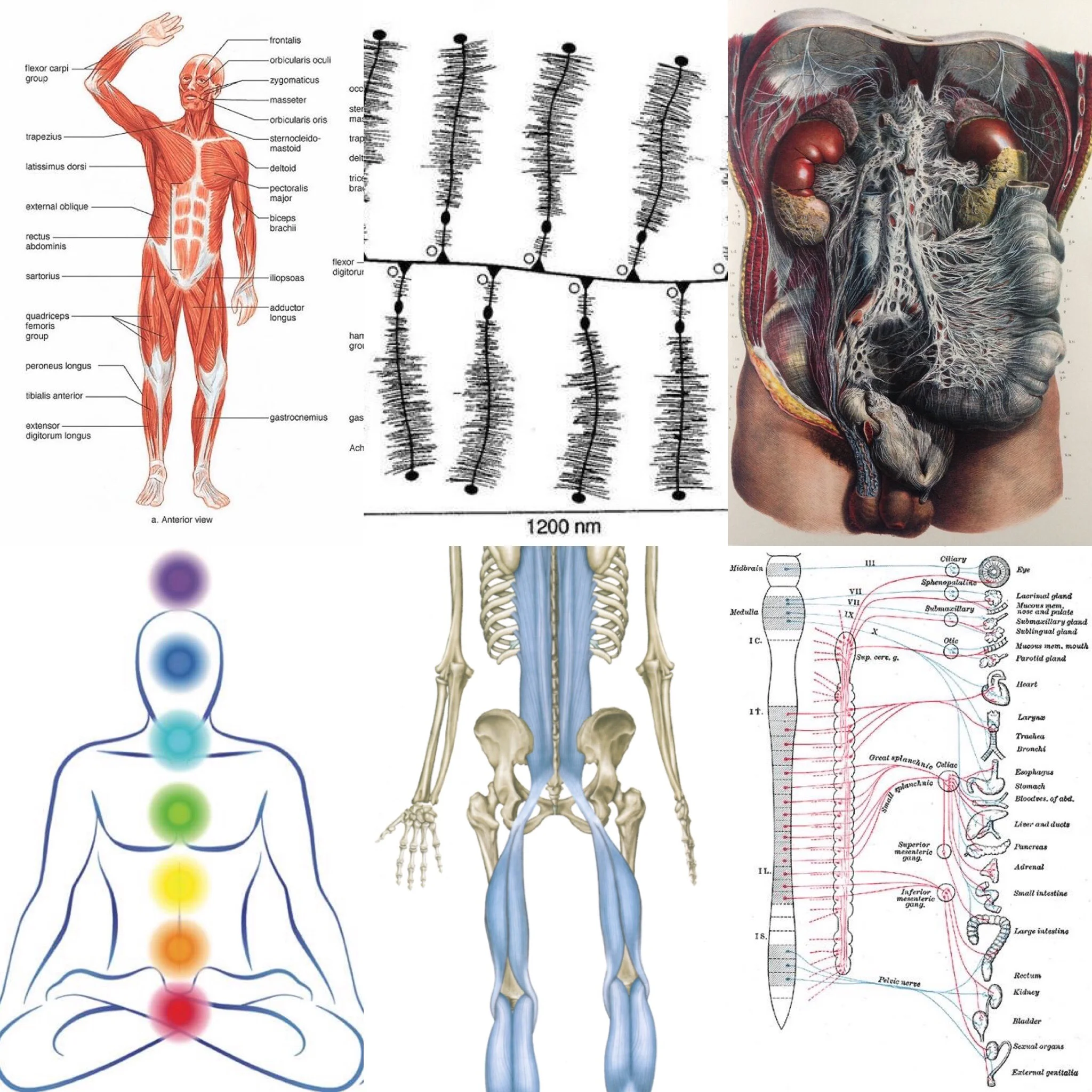 Body Maps — The Body Awake