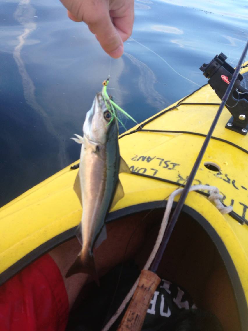 Groundfish on the fly!