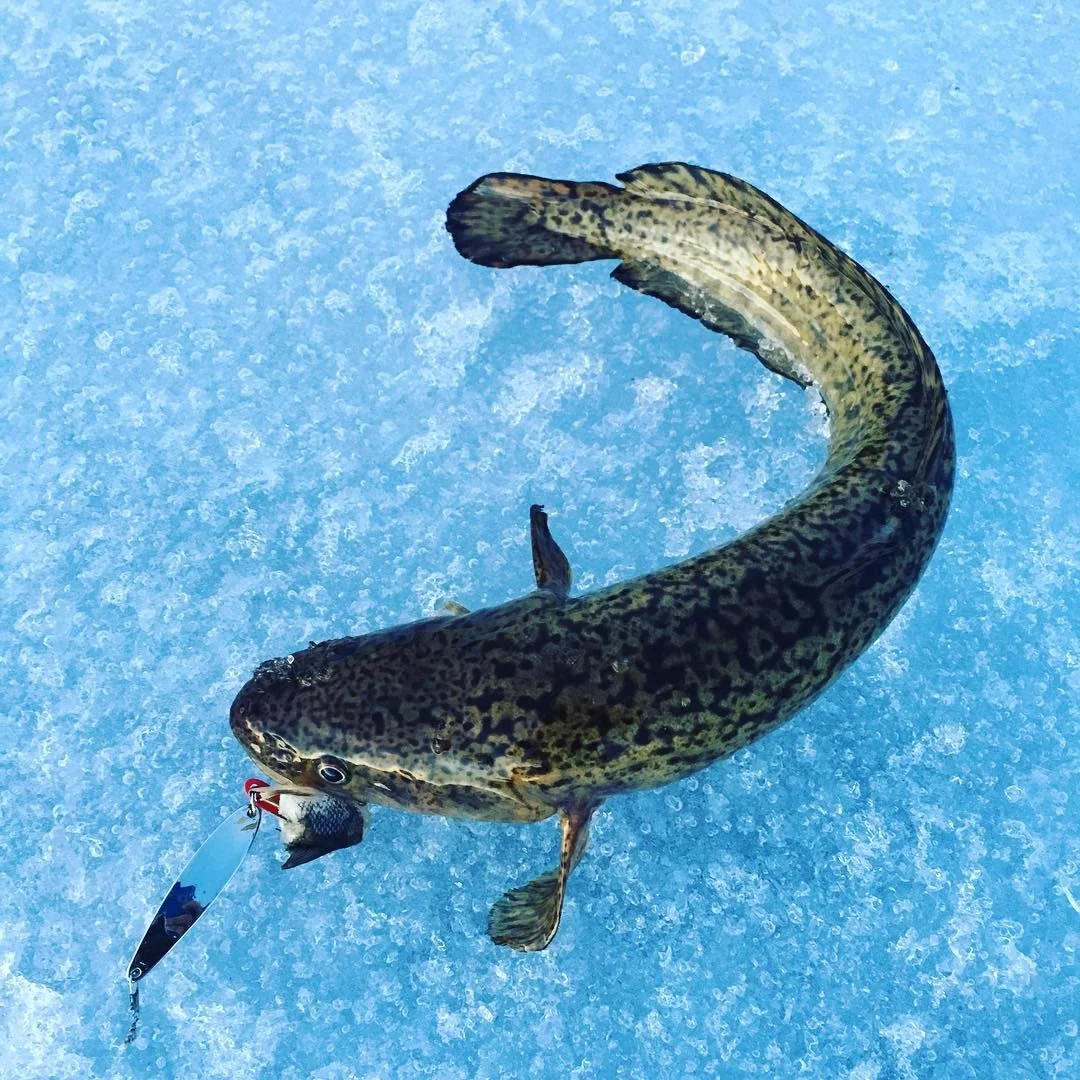 Moosehead Lake cusk, jigged up in the evening.
