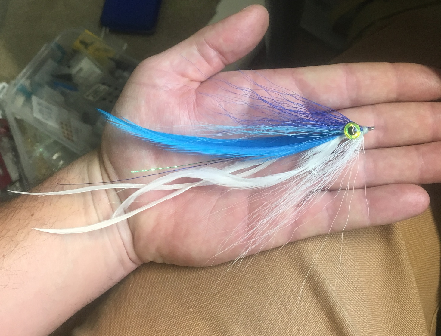 Flatwing herring.