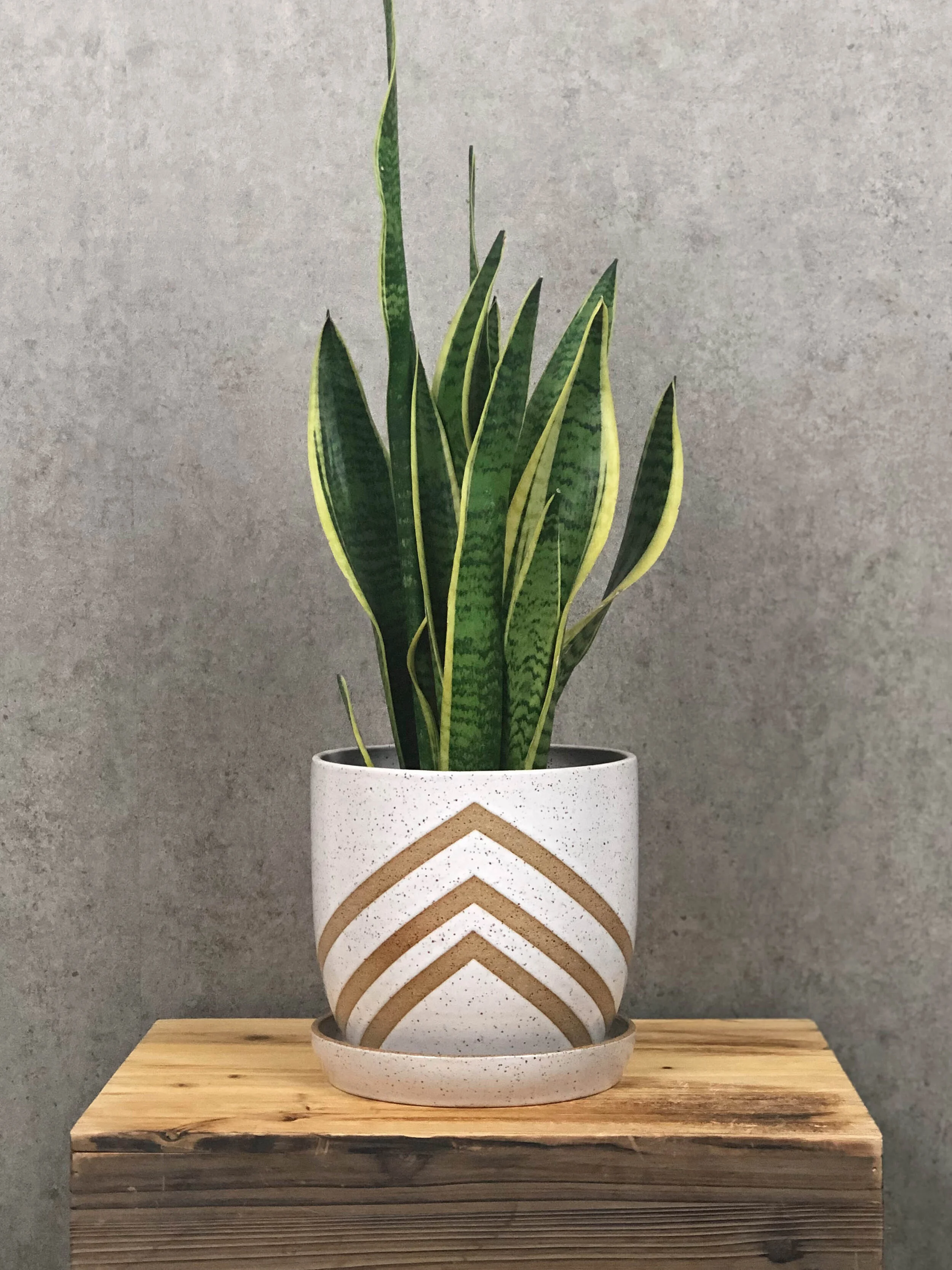 plant pot 3.3.jpg
