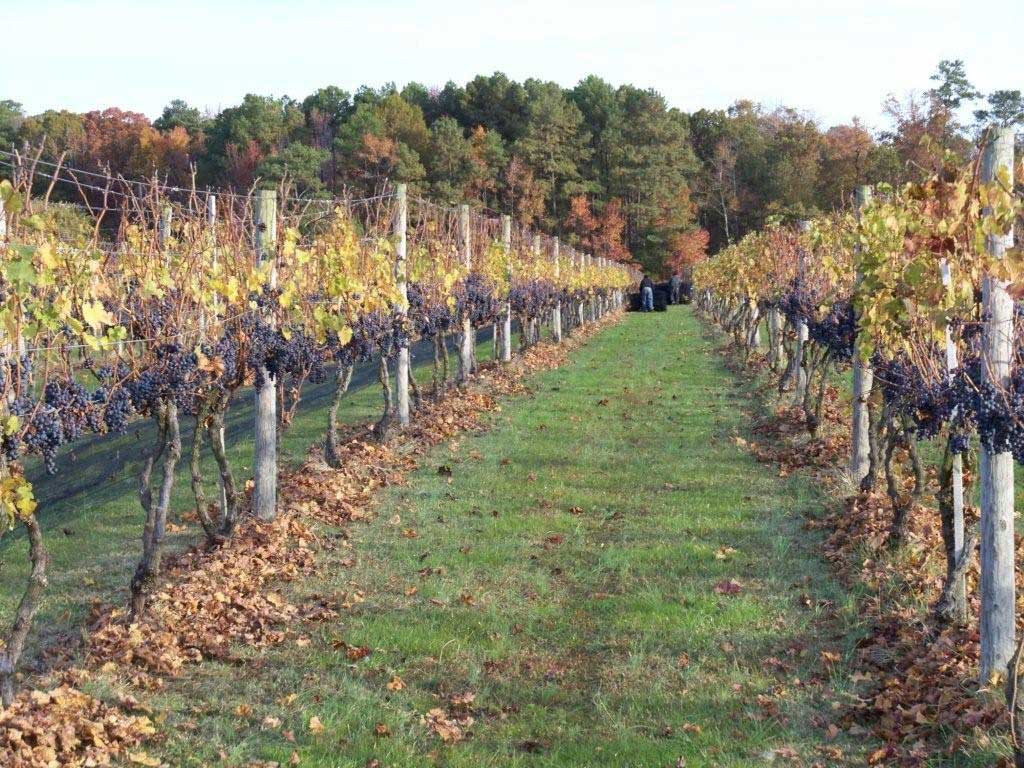 Cascia Vineyard Thumbnail.jpg